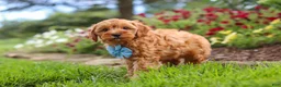 Cavapoo dogs for sale: Nash - Ad 4