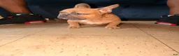 French Bulldog dogs for sale: French Bulldog 1 - Ad 6