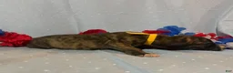 Great Dane dogs for sale: Hercules - Ad 4