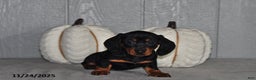 Miniature Dachshund dogs for sale: Sara  - Ad 5