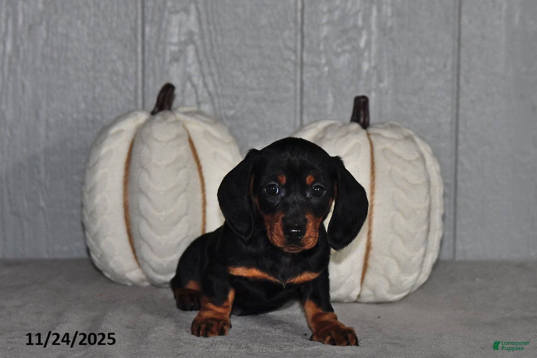 Miniature Dachshund dogs for sale: Sara  - Ad 5