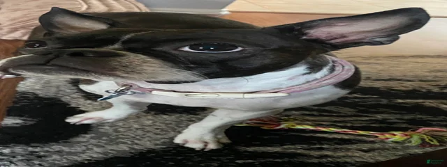 Nova
