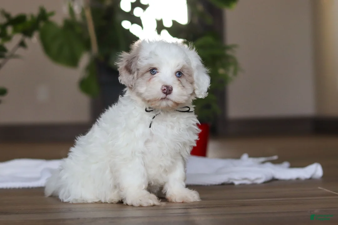 Havapoo dogs for sale: Marshall - Ad 3