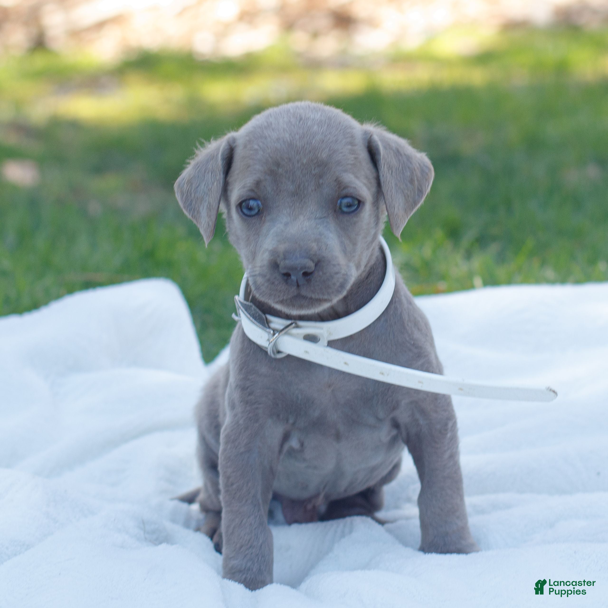 Labrador Retriever dogs Rico  - Ad 1