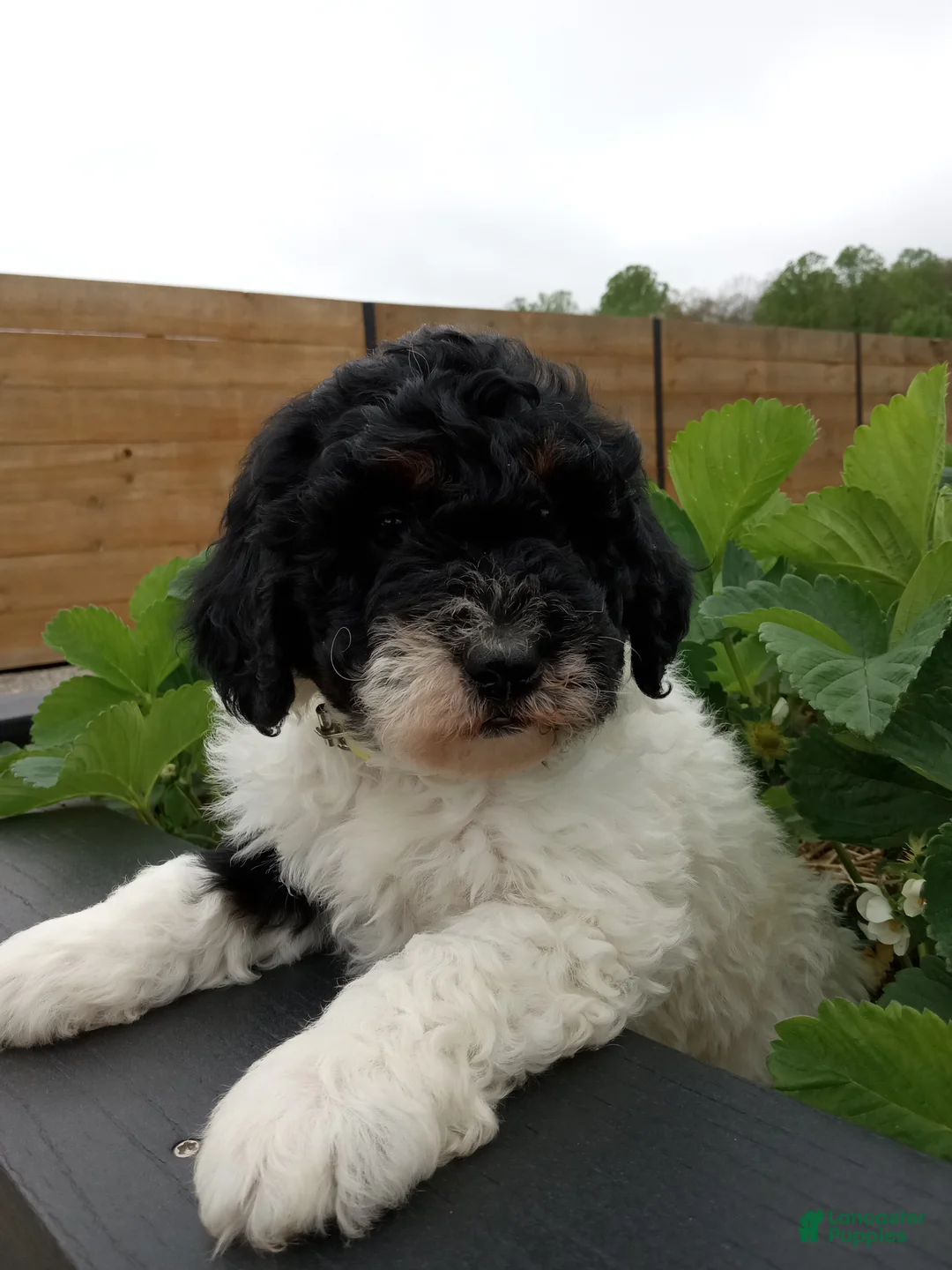 Mini Bernedoodle dogs for sale: Lyric - Ad 2