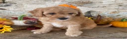 Mini Goldendoodle dogs for sale: Nancy - Ad 4