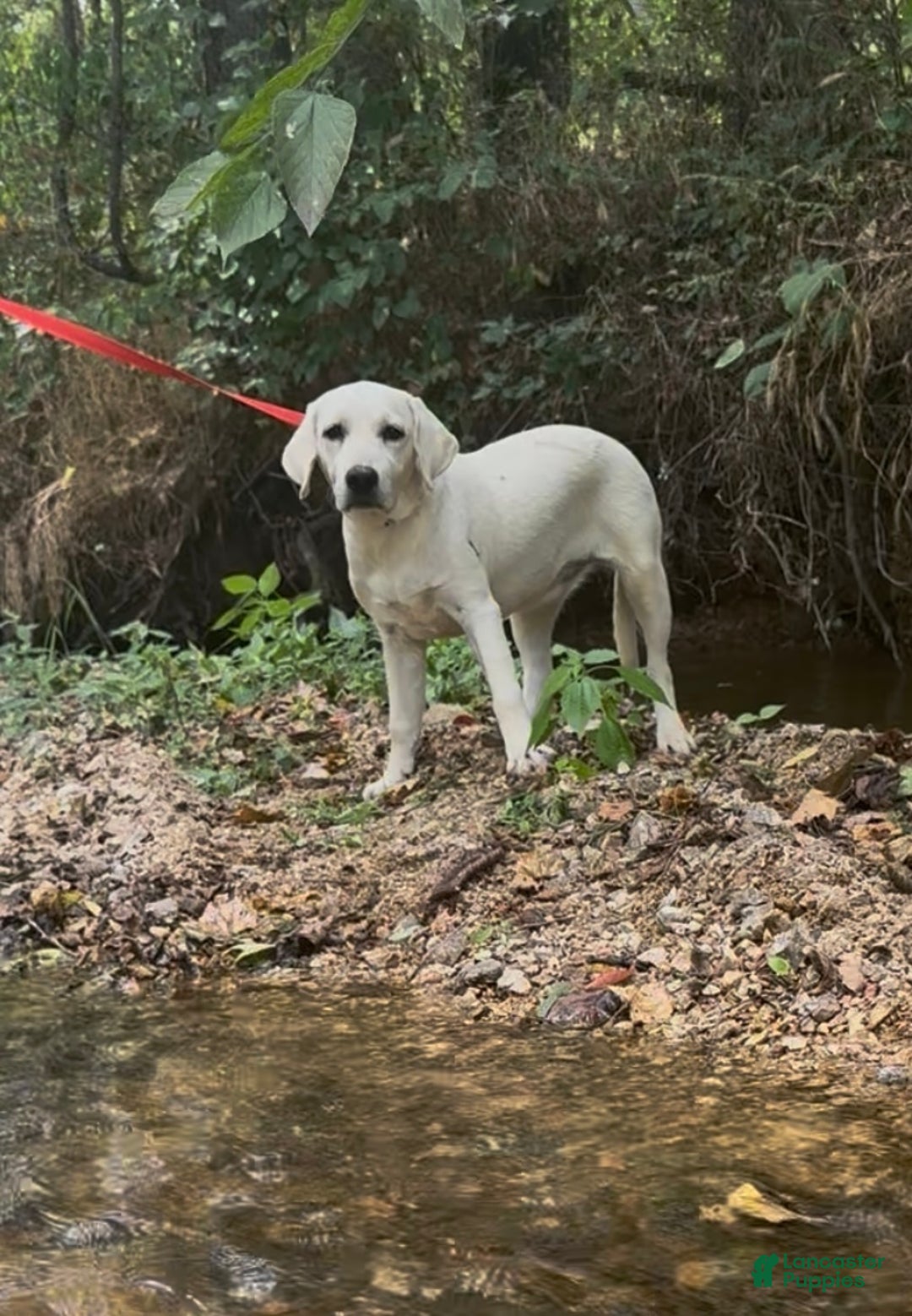 Labrador Retriever dogs for sale: Labrador Retriever Sissy - Ad 3