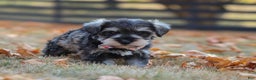 Miniature Schnauzer dogs for sale: Brianna - Ad 16