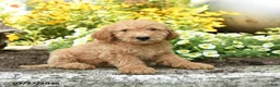 Mini Goldendoodle dogs for sale: Travis - Ad 4