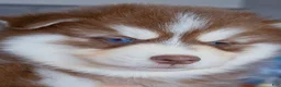 Pomsky dogs for sale: Flame - Ad 2