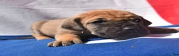 Great Dane dogs for sale: Great Dane - Light Blue Collar - Fawn with Black Mask - Ad 4