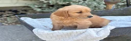 Golden Retriever dogs for sale: Melon - Ad 16