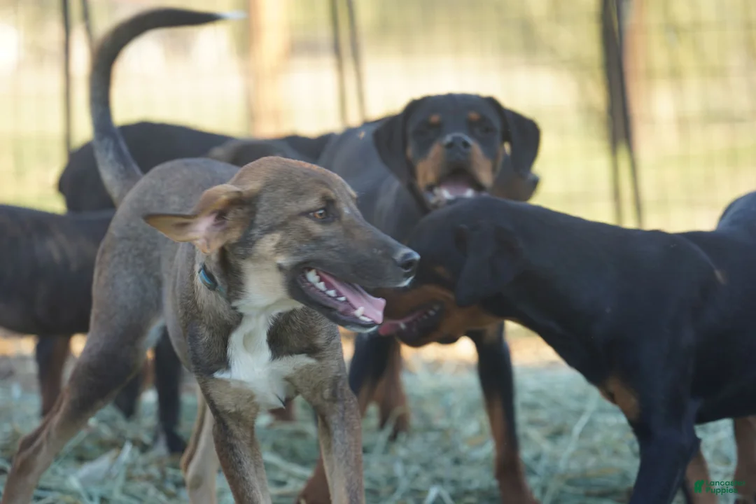 Mixed Breed dogs for sale: Pluto Tiscar Farm Dog - Ad 10