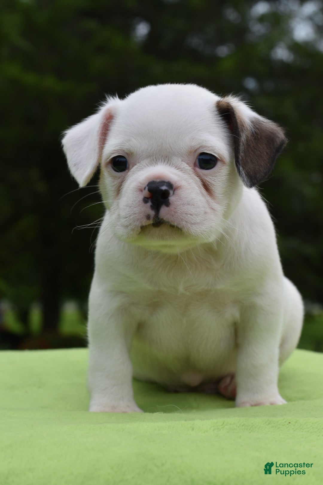 Mixed Breed dogs Milo f1b Frenchton hybrid  - Ad 1