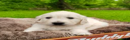 Golden Retriever dogs for sale: Macey - Ad 7