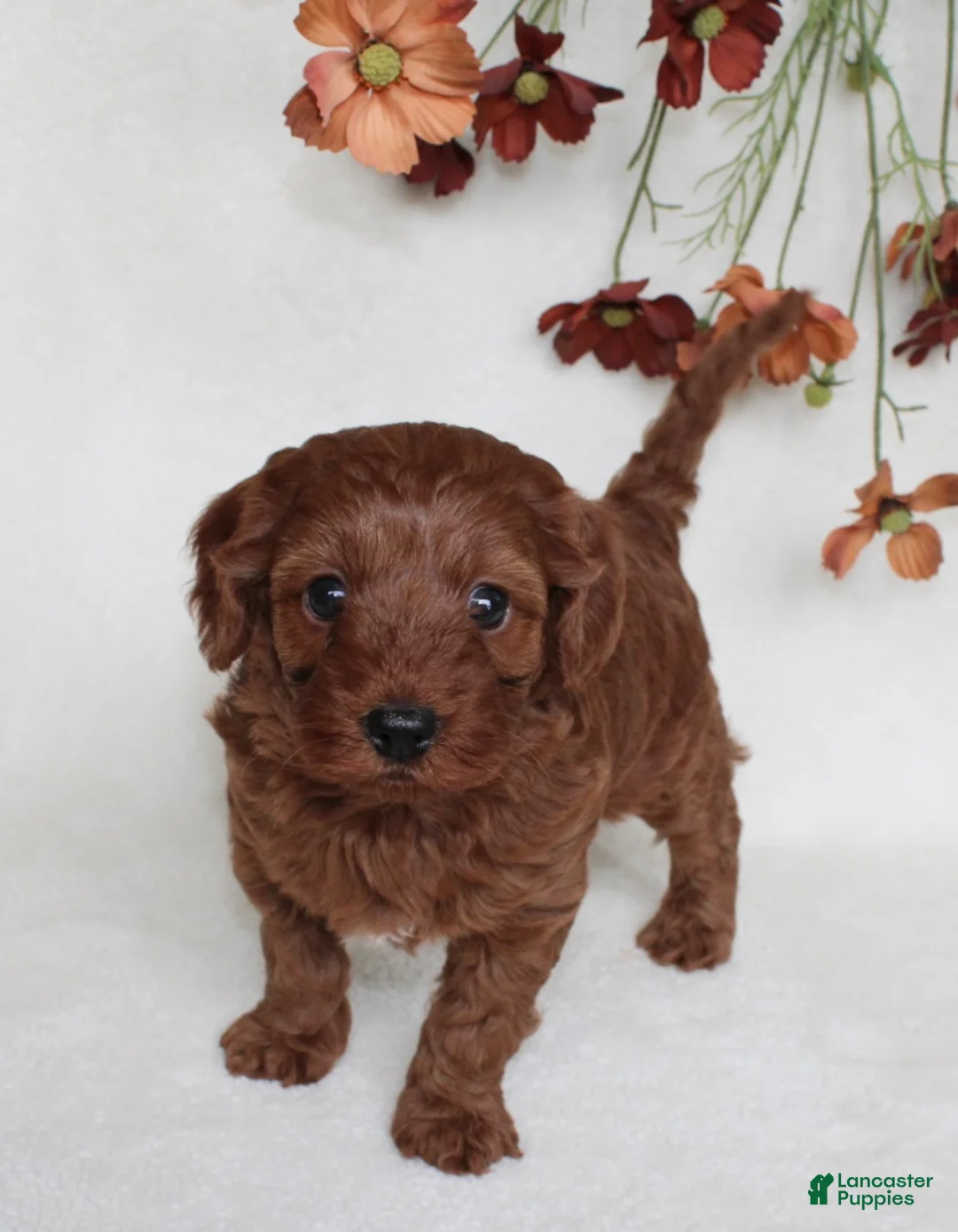 Cavapoo dogs for sale: Remi - Ad 1
