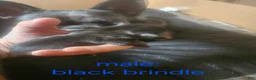 Frug dogs for sale: Frug 10 - Ad 1