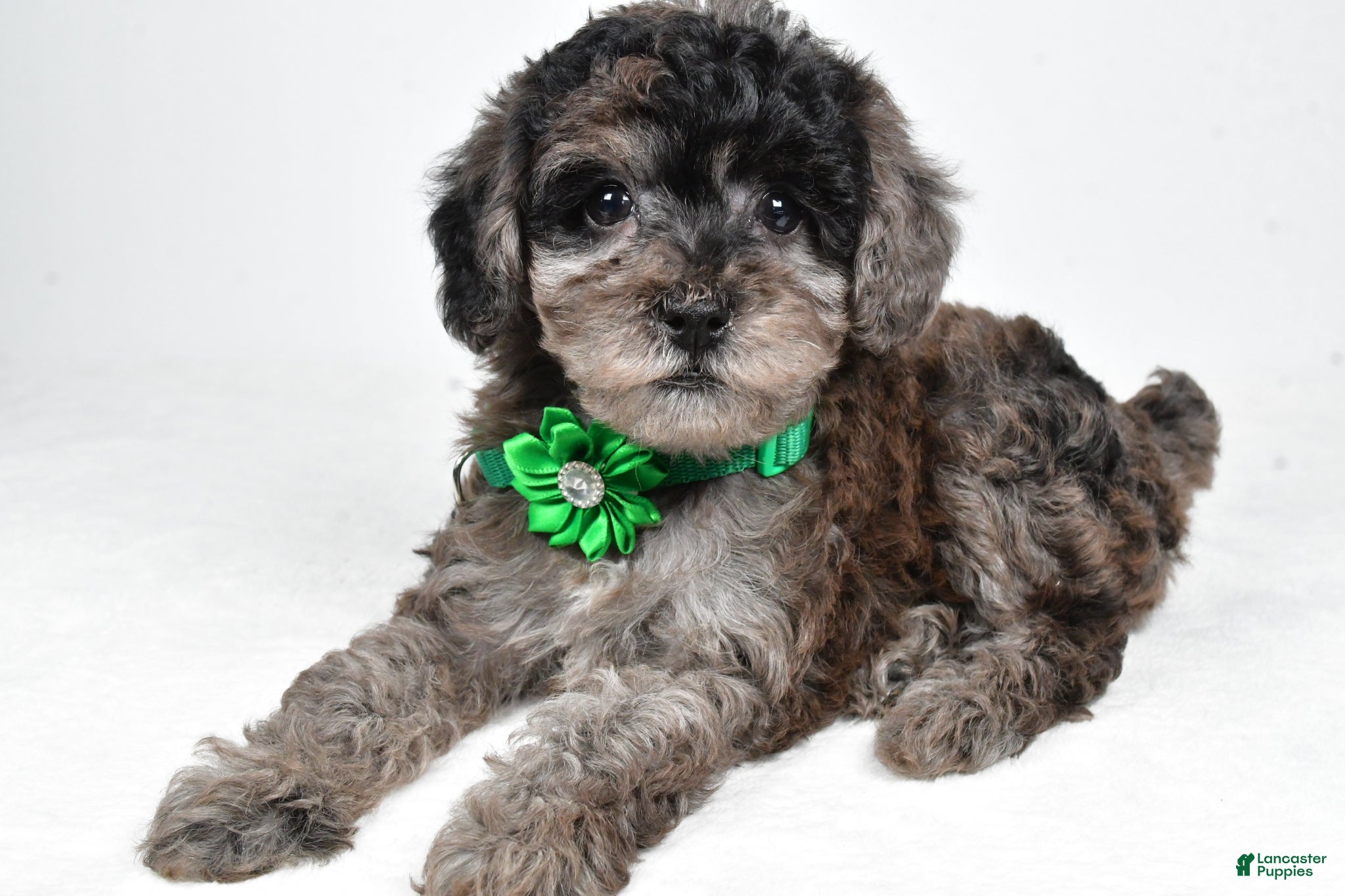 Miniature Poodle dogs Heidi - Ad 1