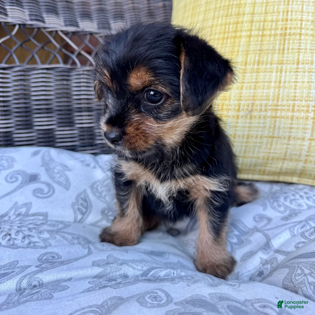 Shorkie dogs for sale: Emma - Ad 2