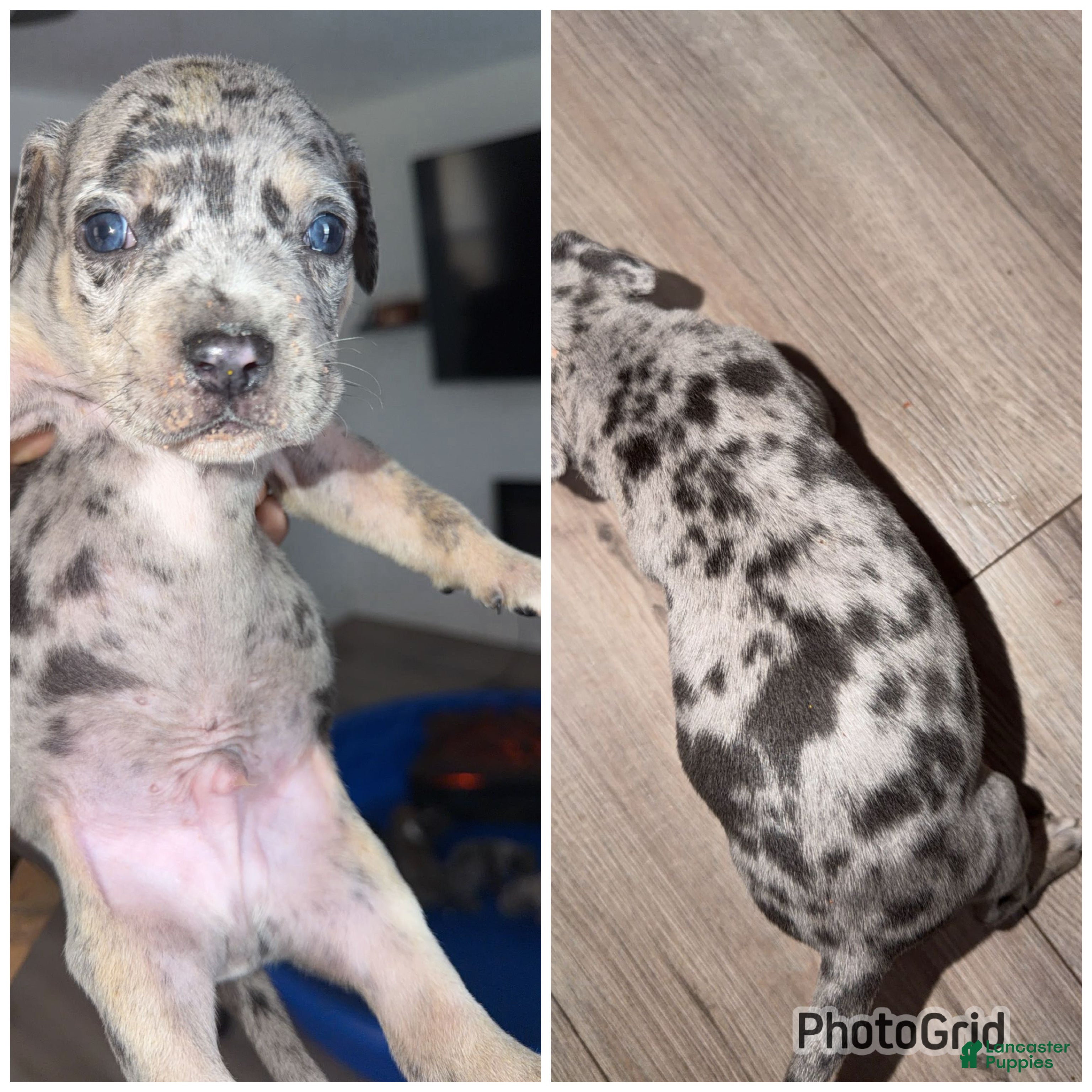 Mixed Breed dogs Mixed Breed Puppy 4 - Ad 34