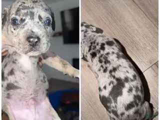 Mixed Breed dogs Mixed Breed Puppy 4 - Ad 34