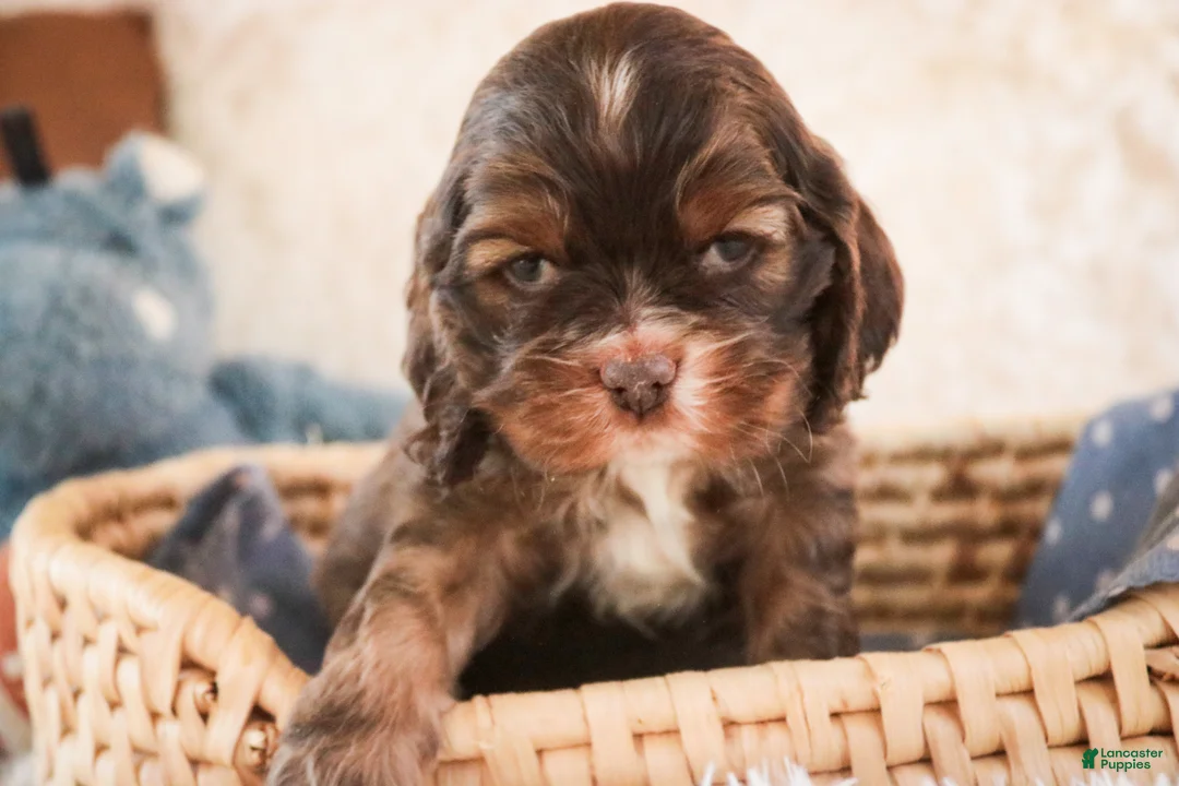 Cocker Spaniel dogs for sale: Cocoa - Ad 2