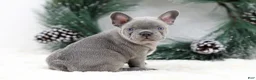 French Bulldog dogs for sale: Kaden - Ad 2