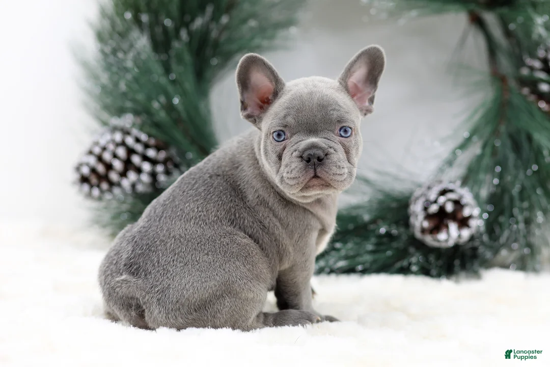 French Bulldog dogs for sale: Kaden - Ad 2