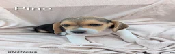 Beagle dogs for sale: Pine - Ad 1