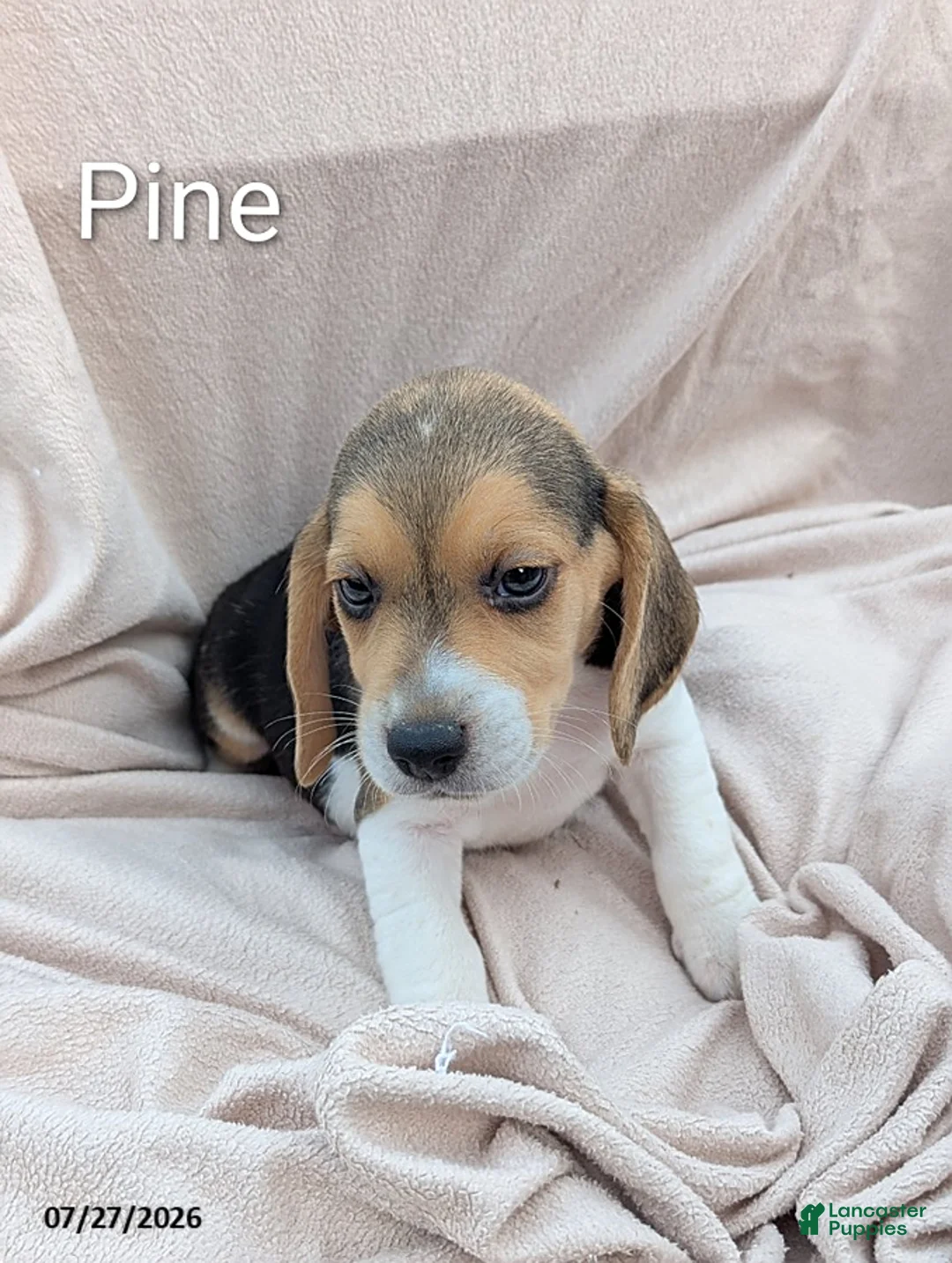 Beagle dogs for sale: Pine - Ad 1