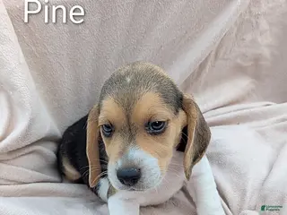Beagle dogs Pine - Ad 7