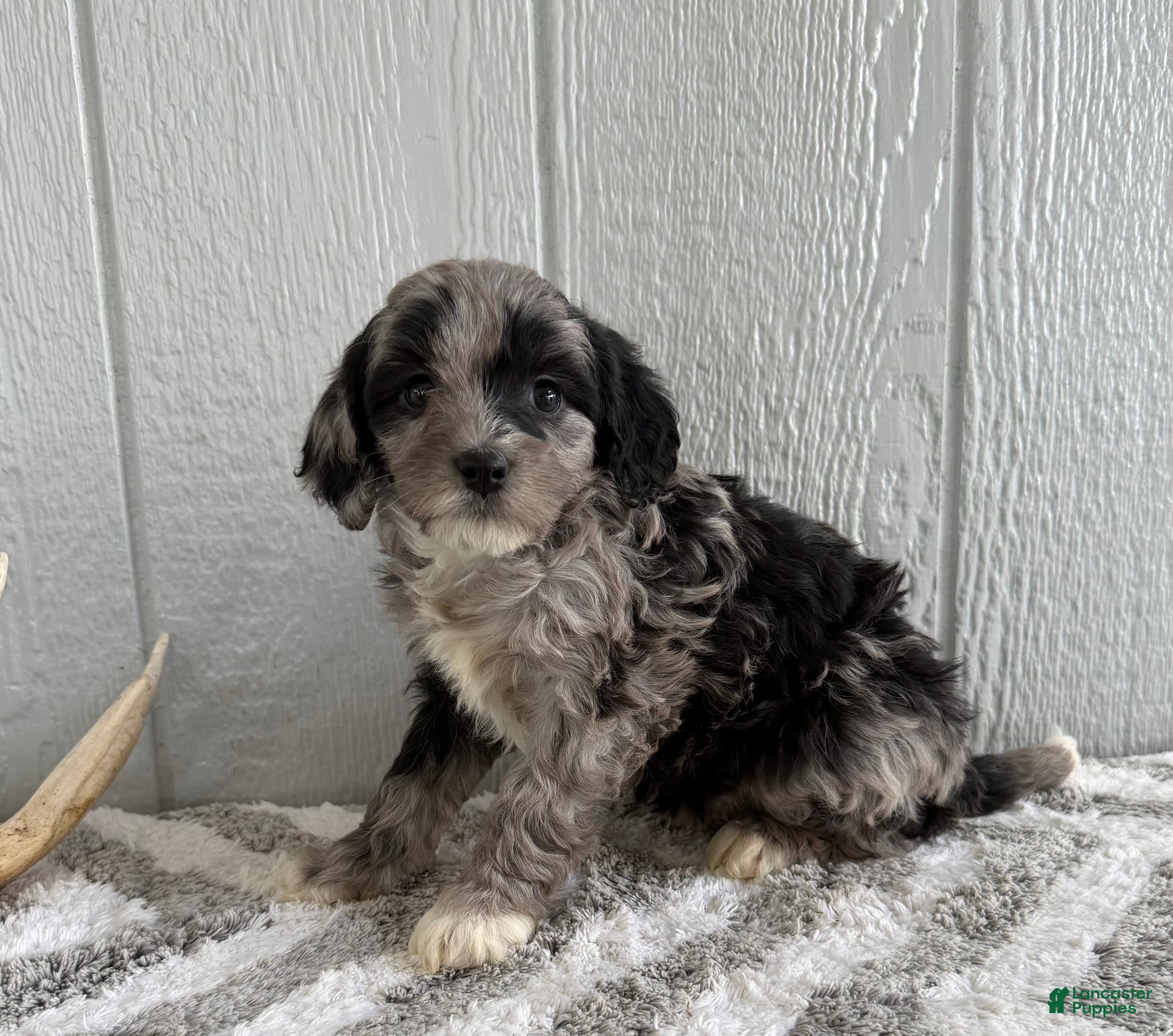 Mini Bernedoodle dogs Stella - Ad 2