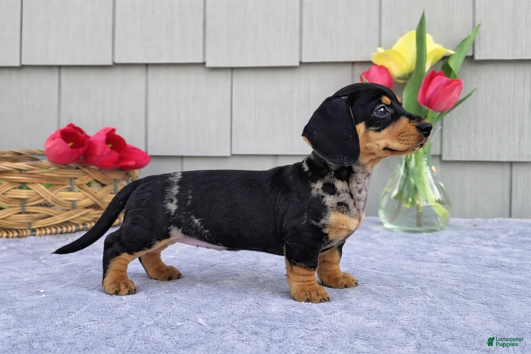 Dachshund dogs for sale: Marabelle - Ad 1