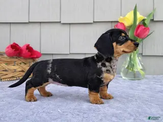 Dachshund dogs for sale: Marabelle - Ad 4