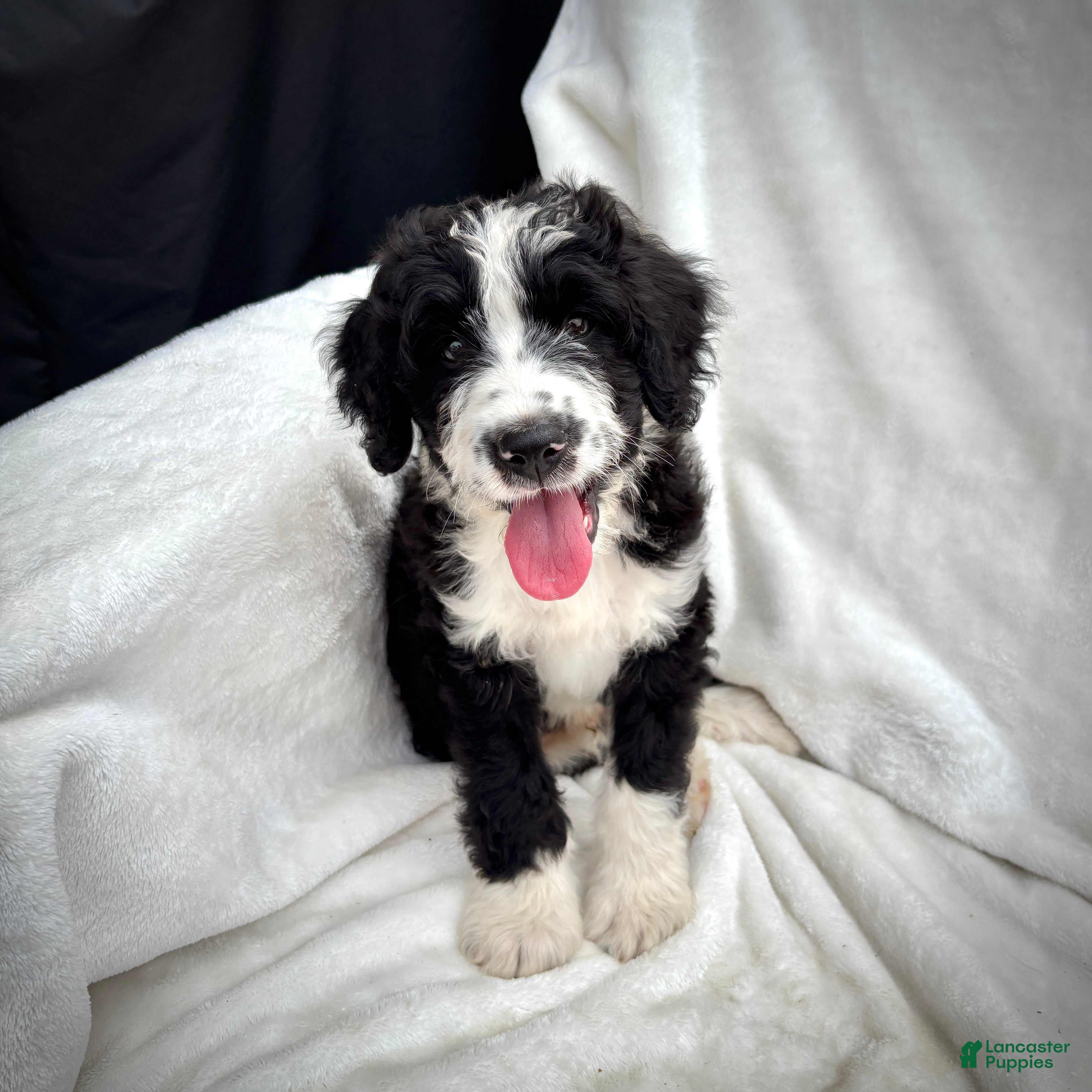 Bernedoodle dogs Cooper - Ad 2