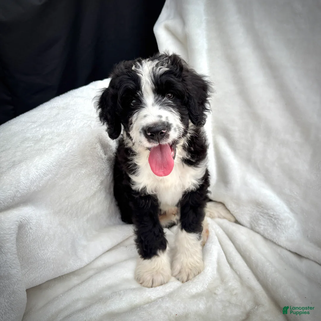 Bernedoodle dogs for sale: Cooper - Ad 2