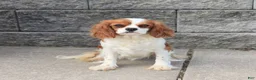Cavapoo dogs for sale: Neldon - Ad 6