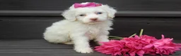 Cockapoo dogs for sale: Angel - Ad 4
