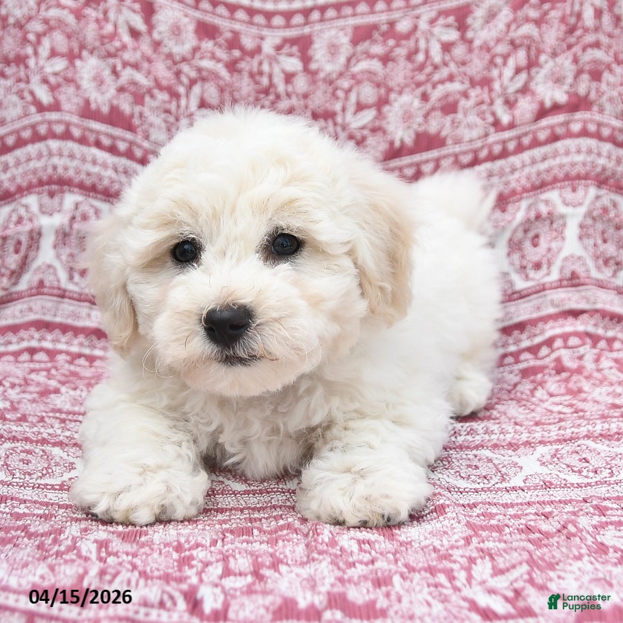 Bichon Frise dogs Nova - Ad 2