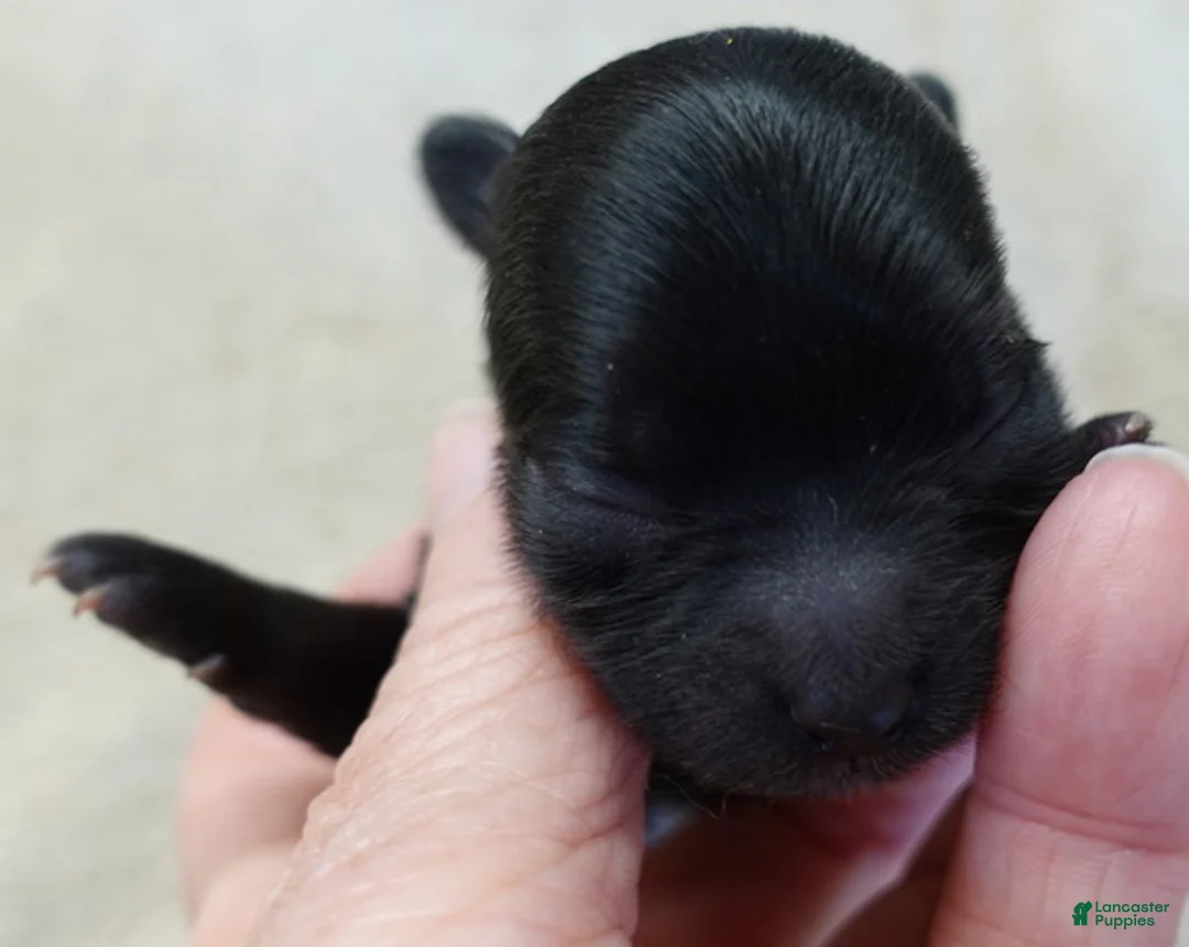 Maltipoo dogs for sale: Tug - Ad 7