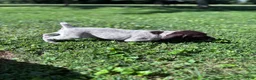 German Shorthaired Pointer dogs for sale: German Shorthaired Pointer  - Ad 2