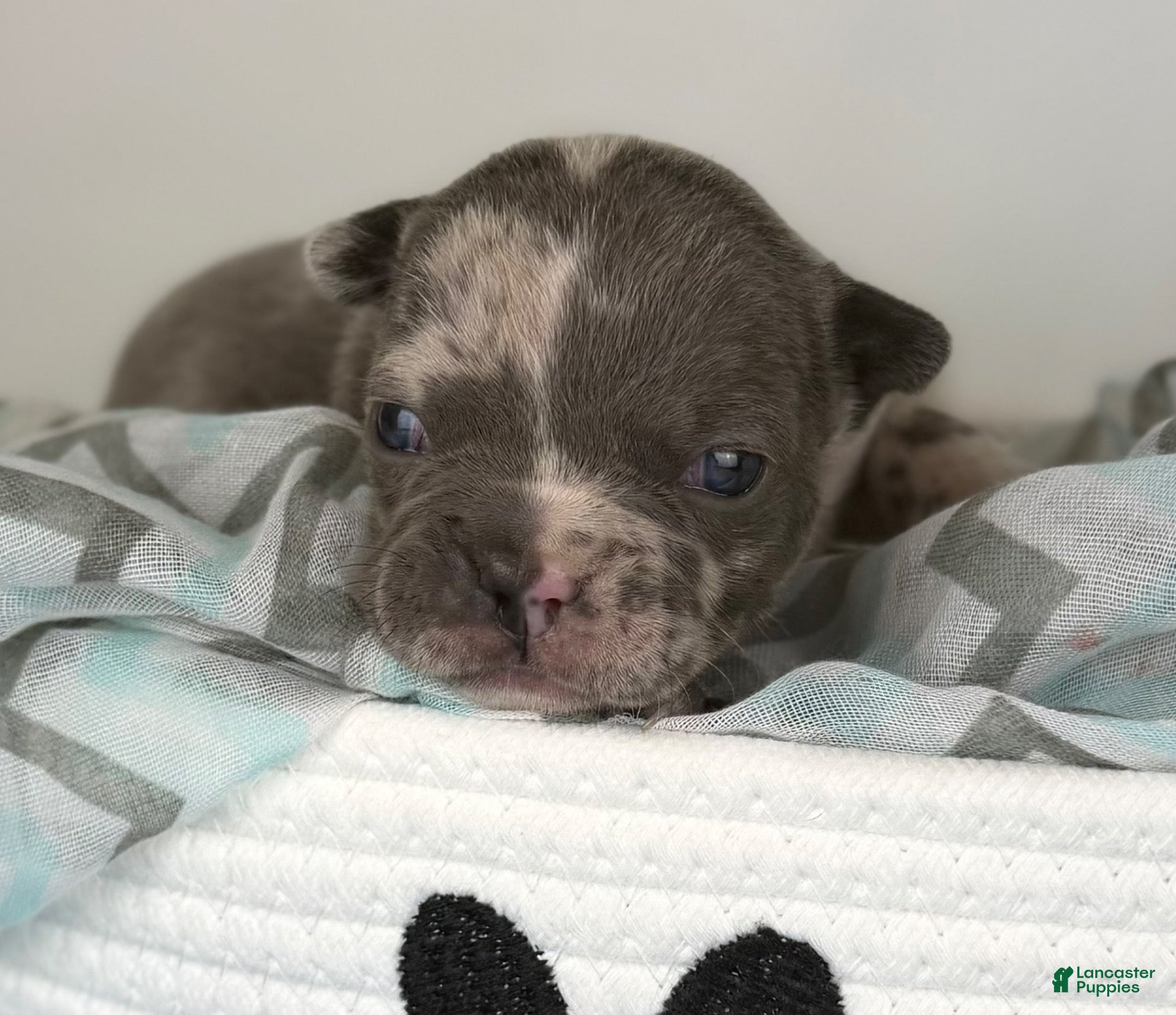 Frenchton dogs for sale: Rocco-DNA OFA  - Ad 1