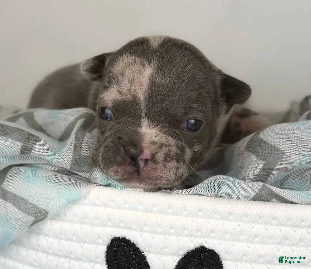 Frenchton dogs for sale: Rocco-DNA OFA  - Ad 1