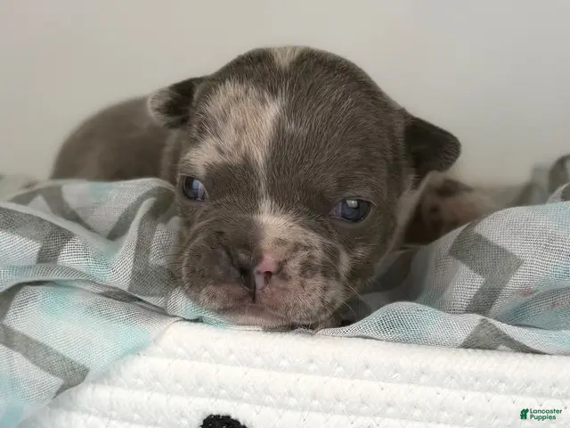 Frenchton dogs for sale: Rocco-blue Merle -DNA OFA imported blood - Ad 1