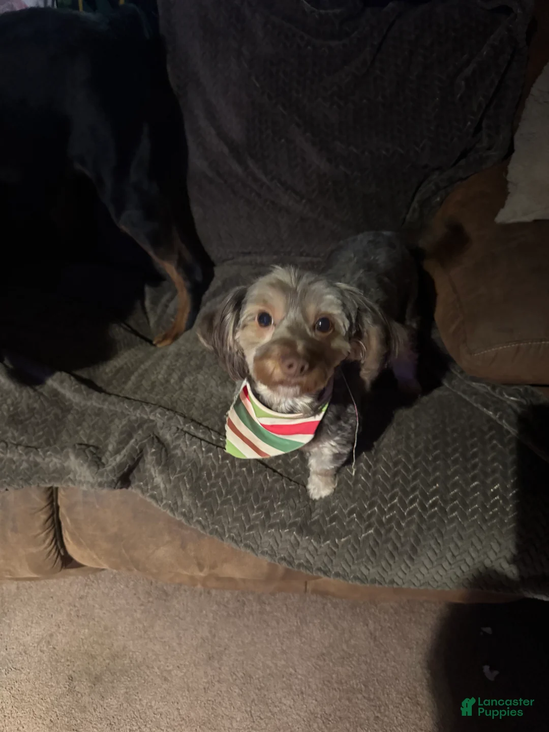 Dorkie dogs for sale: Rocky - Ad 3