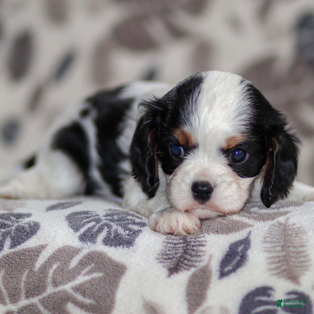 Cavalier King Charles Spaniel dogs for sale: Myles - Ad 1