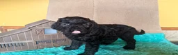 Labradoodle dogs for sale: Labradoodle 3 - Ad 6