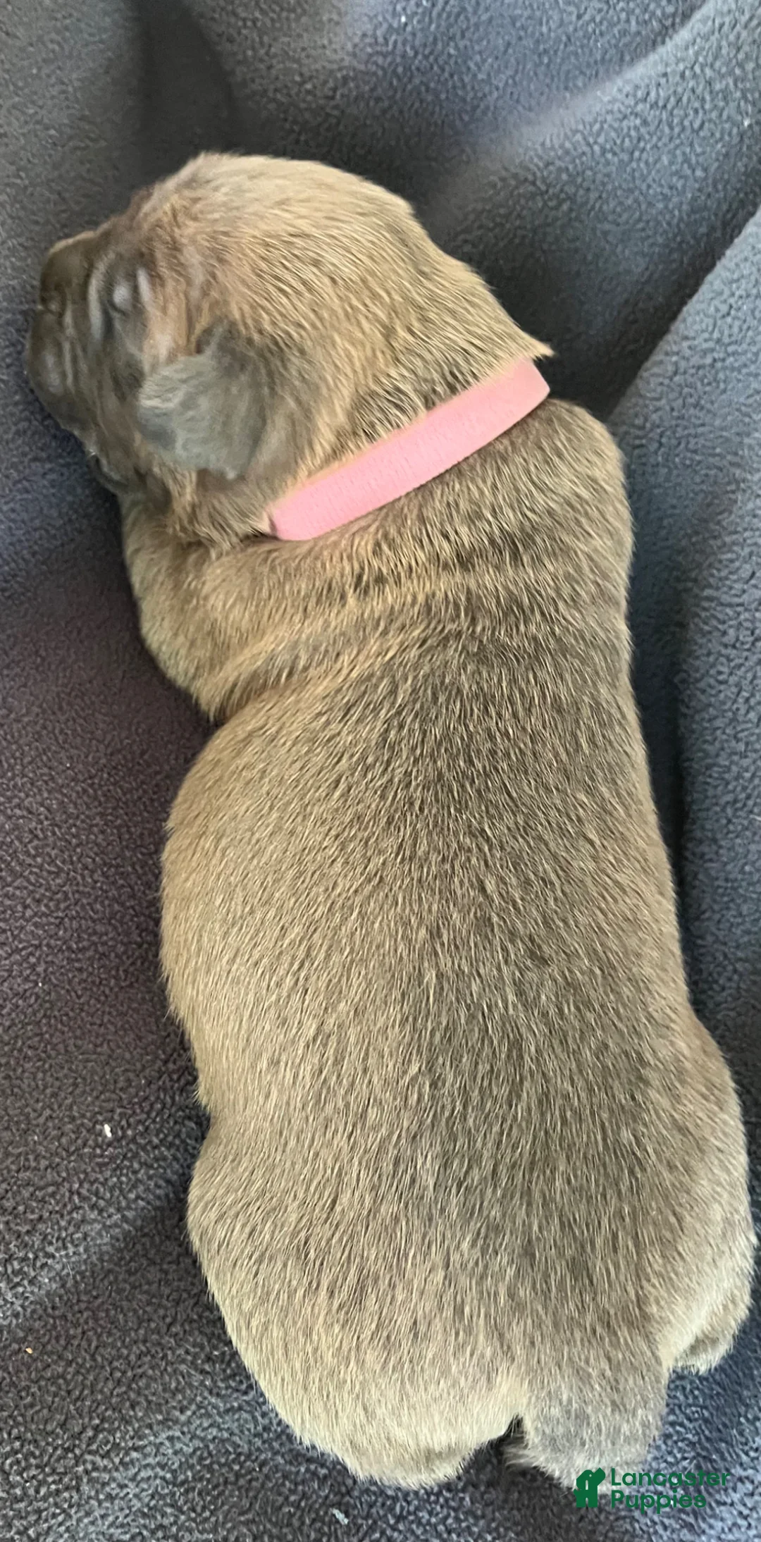 Cane Corso dogs for sale: Light pink collar - Ad 2