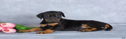 Mixed Breed dogs for sale: Rosie - Ad 1
