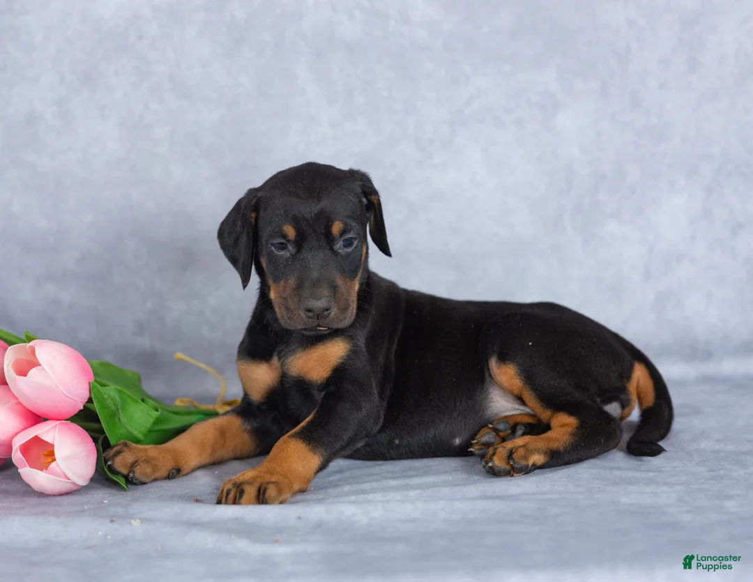 Mixed Breed dogs for sale: Rosie - Ad 1